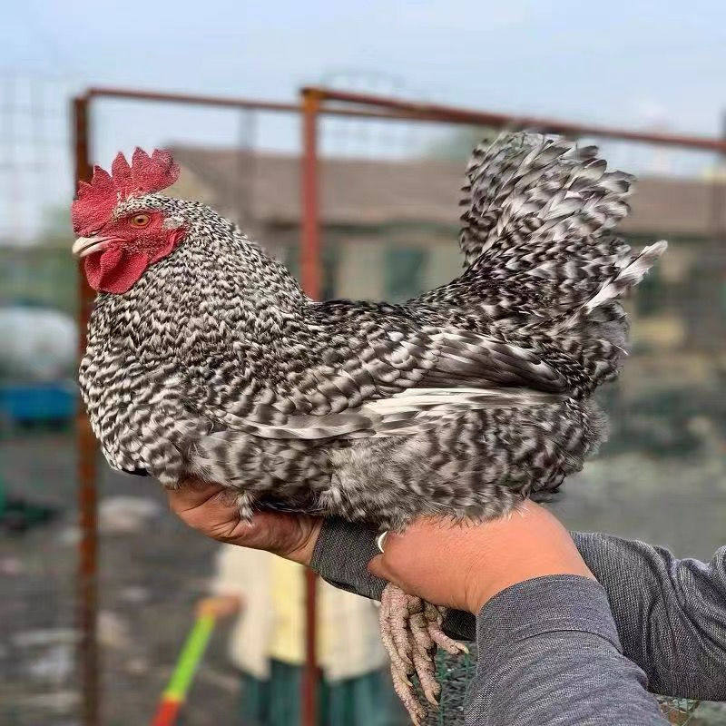 正在产蛋芦花鸡活体成年鸡绿壳蛋成年芦花鸡纯种芦花鸡活体母鸡,淘宝优惠券,粉丝福利购,淘宝优惠卷