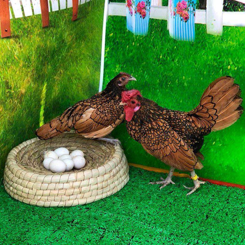 纯种成年波兰鸡小型鸡宠物鸡矮脚鸡活苗观赏鸡波兰鸡苗波兰成年,淘宝优惠券,粉丝福利购,淘宝优惠卷