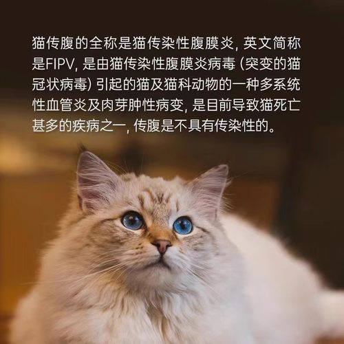 猫传腹特效针消腹水发烧肠炎干湿性猫冠状传染性腹膜炎fipv治疗药 - 图0
