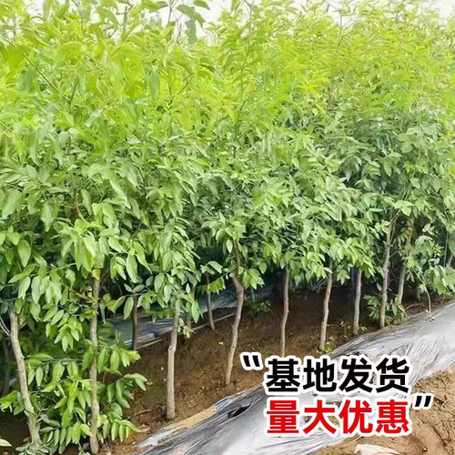 枣树活苗庭院种植当年结果嫁接冰糖枣超甜南北方盆地栽沾化冬枣树 - 图2