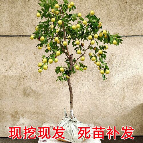 枣树活苗庭院种植当年结果嫁接冰糖枣超甜南北方盆地栽沾化冬枣树 - 图0