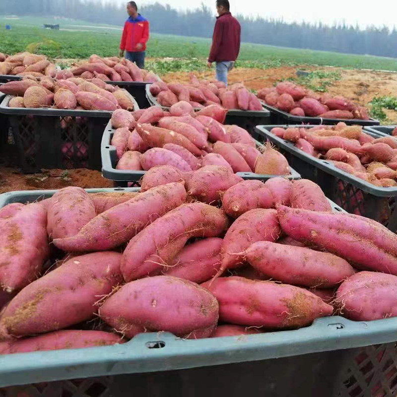 正宗海南澄迈桥头地瓜9斤大果礼盒富硒新鲜现挖番薯红薯礼盒包邮