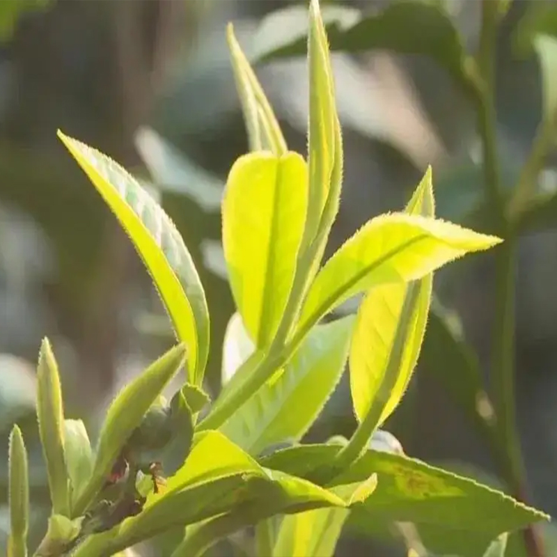 袋泡茶系列云南西双版纳生普普洱茶生茶黑茶醇香回甘生津包装散茶