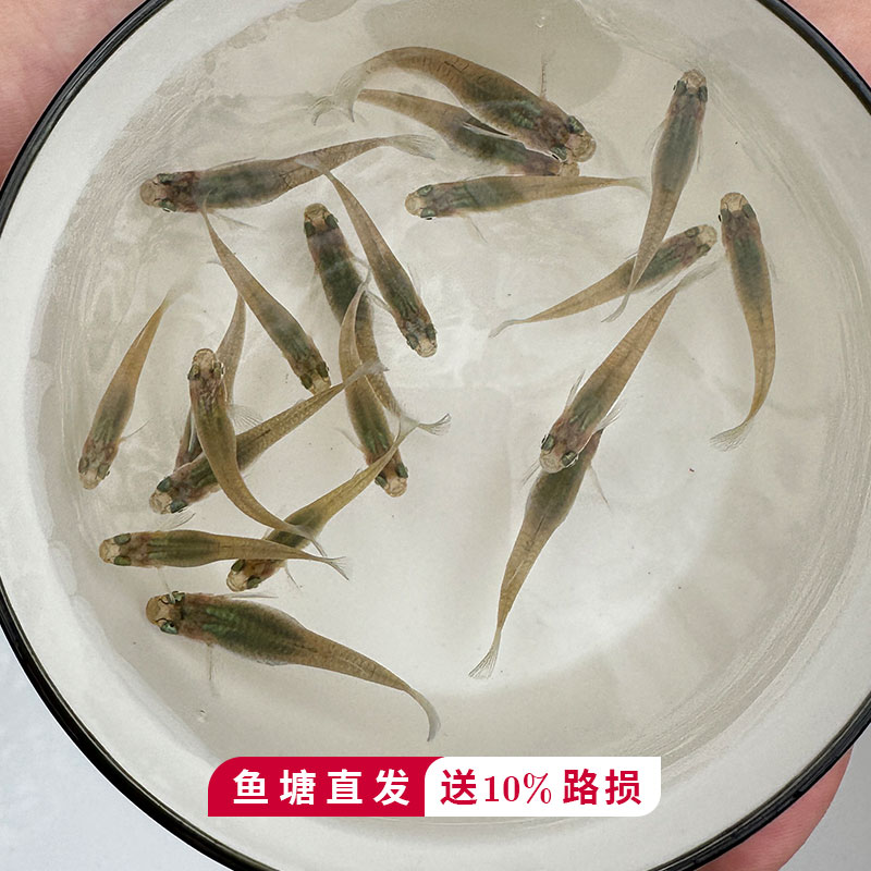 食蚊鱼观赏鱼原生冷水鱼大肚鱼吃蚊子幼虫饲料鱼小鱼苗喂乌龟喂蛙 - 图1