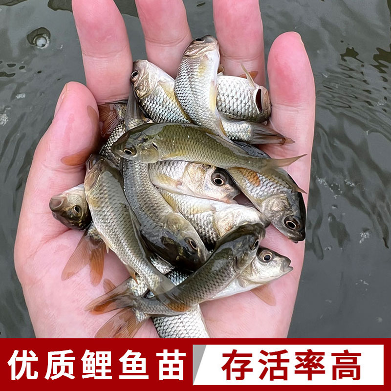 优质鲤鱼苗淡水养殖食用活体特大鲤鱼苗建鲤黑红鲤鱼苗小鱼苗冷水 - 图0