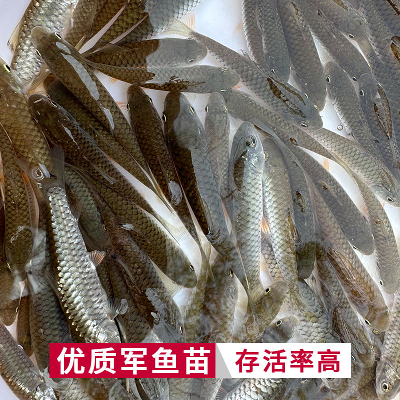 军鱼苗淡水黄娟鱼苗倒刺鲅鱼苗青竹鲩鱼苗活体养殖食用光鱼苗粗鳞