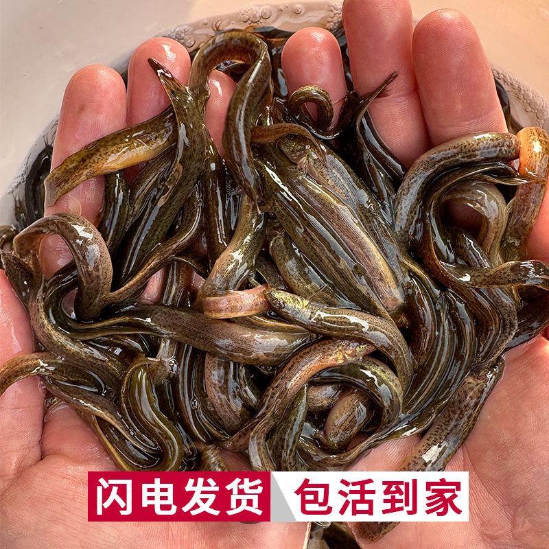 小鱼苗喂乌龟饲料鱼喂鱼泥鳅苗活鱼食蚊鱼麦穗鱼龙鱼角蛙宠物饲料 - 图0