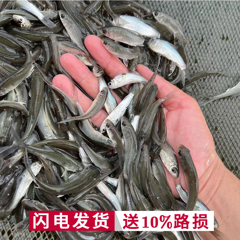 鲮鱼苗土鲮鱼苗麦鲮泰鲮鱼苗活体冷水淡水养殖食用小鱼苗喂龟宠物 - 图1