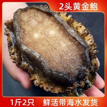 Abalone Alive 2 Heads Gold Baut King Baut Great Abalone Alive to Oxygen Shipped 2 out of 2