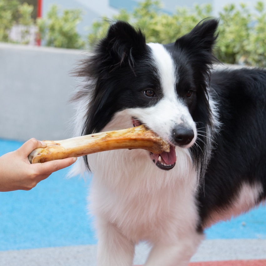 狗狗零食骨头磨牙棒牛棒骨宠物大中小型幼犬金毛耐咬洁齿训练奖励-图0