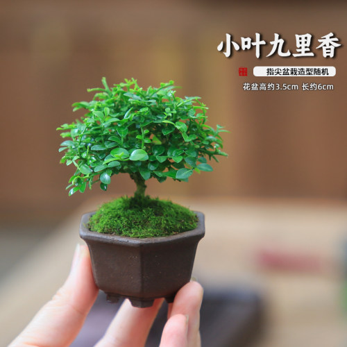 车载绿植迷你小盆栽拇指微型盆景九里香室内桌面真花植物汽车摆件 - 图2