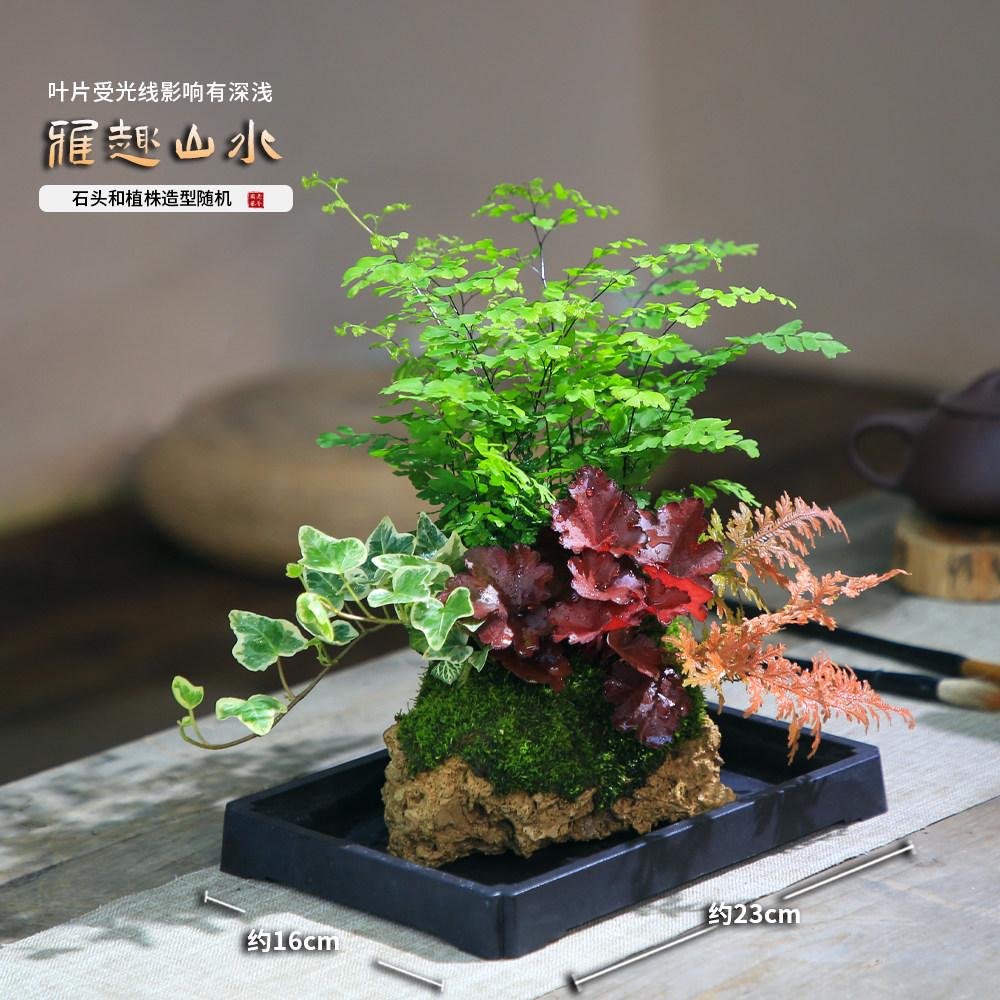 水培南天竹吸水石盆景附石盆栽文竹发财树假山桌面绿植水陆缸造景,淘宝优惠券,粉丝福利购,淘宝优惠卷