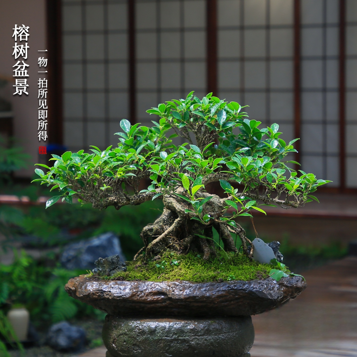 榕树造型一物一拍老桩盆景四季常绿庭院好养别墅冬季植物室内盆栽,淘宝优惠券,粉丝福利购,淘宝优惠卷