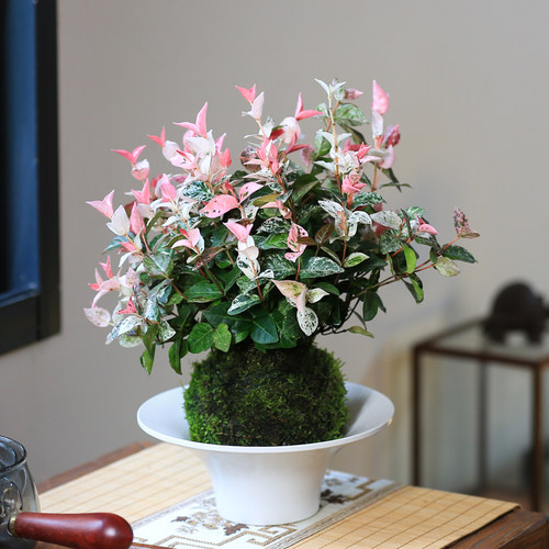 花叶络石水培植物苔藓球茶室办公室阳台桌面盆栽爬藤植物好养盆栽 - 图0