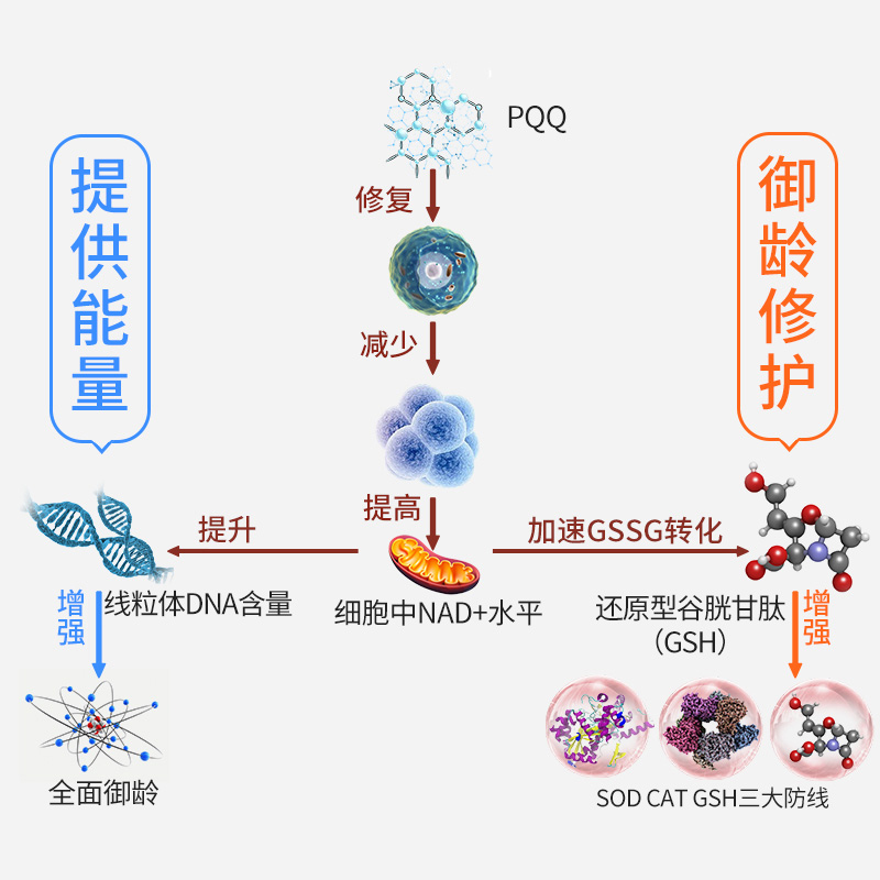 PQQ线粒体素补充大脑记忆力营养品脑活素脑神经中老年成人青少年 - 图1