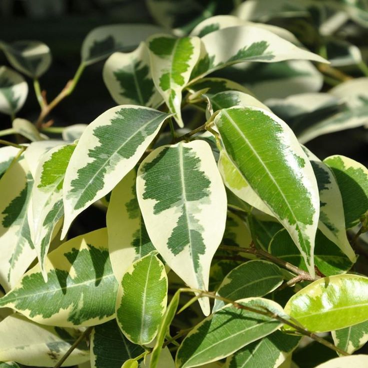 塔希希提花园可可榕花叶垂叶榕Ficus benjamina 'Variegata'盆栽 - 图1