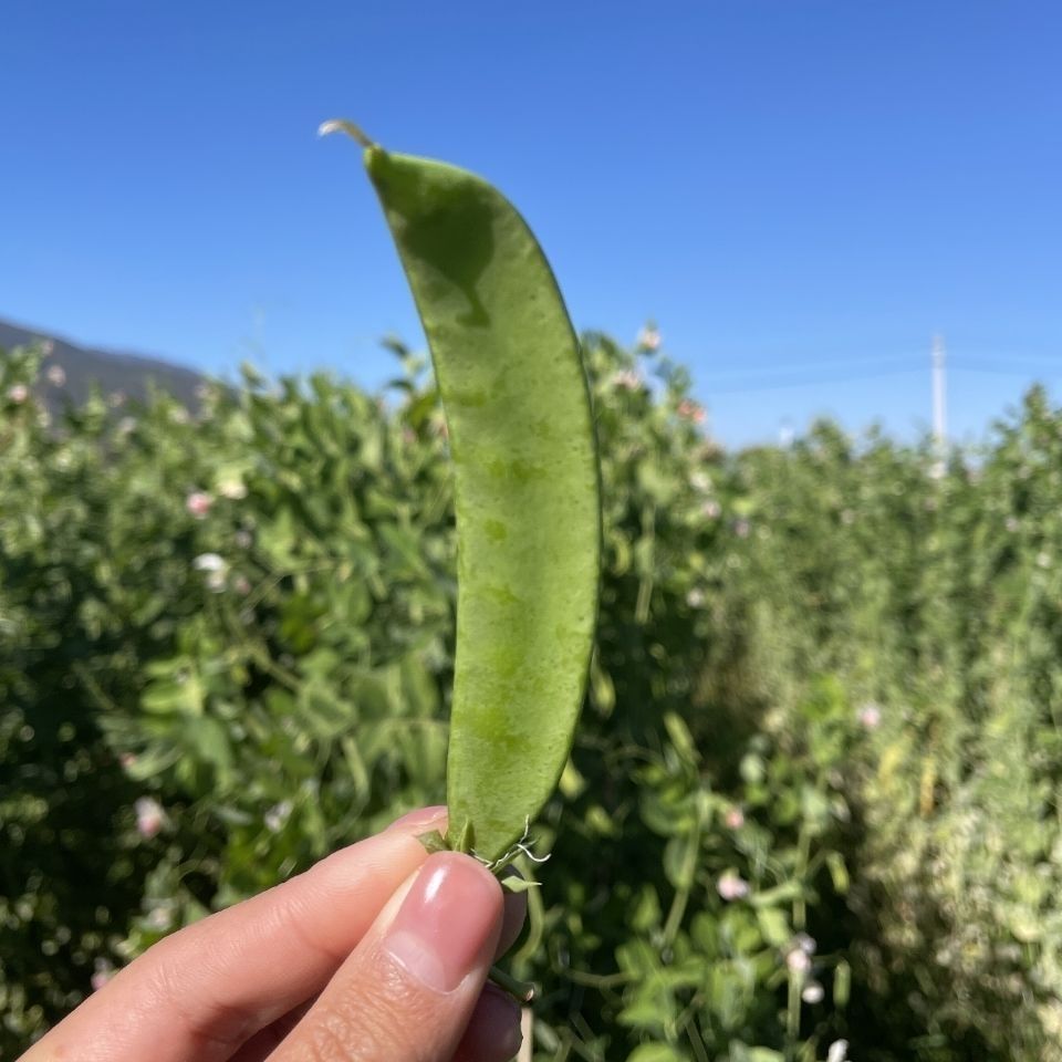 新鲜荷兰豆云南高山蔬菜现摘荚豆带壳甜脆豆甜豆软荚豌豆4斤包邮 - 图3