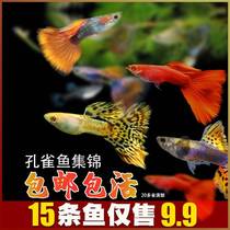 Fetal Raw Fish Tropical Fish Breeding Small Pets Ornamental Fish Easy To Live Fresh Water Cold Water Fresh-water Family Small Fish