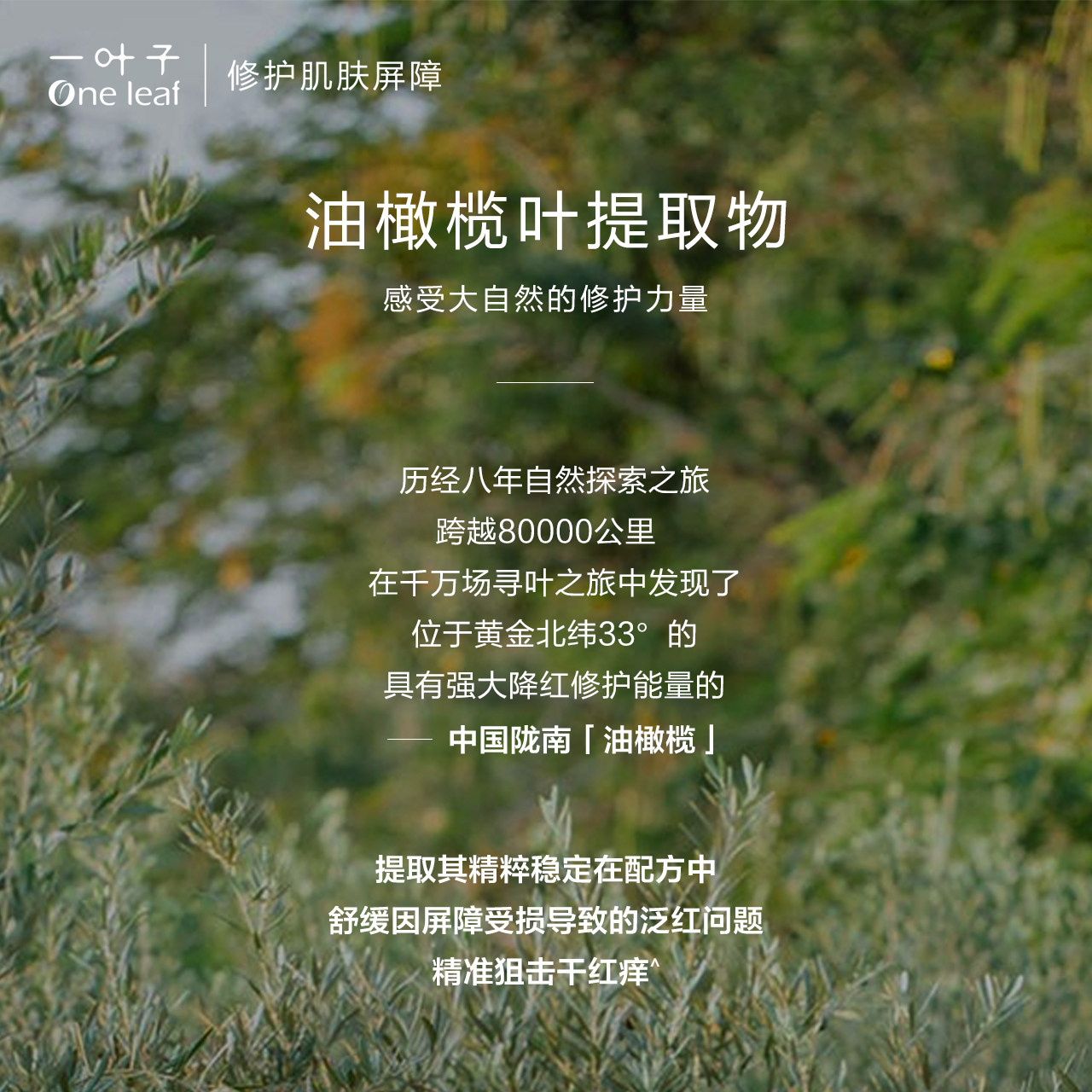 一叶子双修次抛精华保湿b5油橄榄 一叶子小白兔面部护理套装