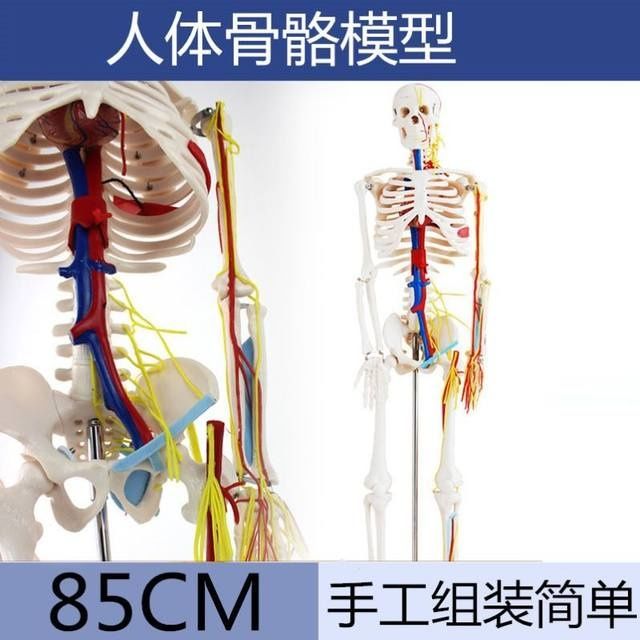 人体骨骼模型85cm170医学骨架解剖肌肉起止点瑜伽小白骷髅神经180 - 图3