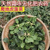 Now Dig Vegetable Countryside Open-air Frost Beat Spinach Groggled Spinach Short Footed Spinach Fresh Red Root Spinach