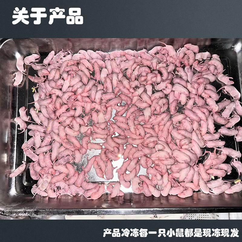 新鲜冷冻乳鼠红皮白霜跳跳亚成爬宠蜥蜴蛇猫蛙饲料无菌独立包装-图0