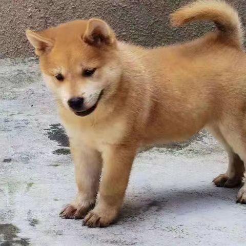 中华田园犬黄狗白面便宜小狗正宗土狗虎头活体狗五黑犬幼犬2个月 - 图2