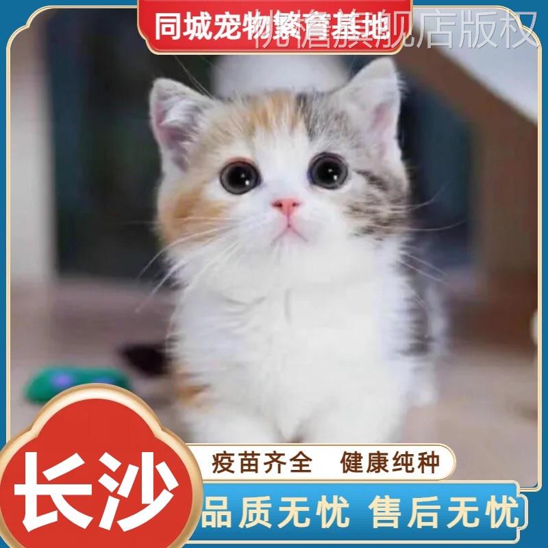 中华田园猫网红橘猫橘白猫狸花猫家养三花猫纯黑猫纯白猫捕鼠大猫 - 图2