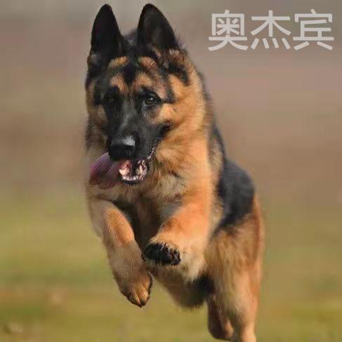 德国牧羊犬纯种德牧幼犬听话弓背黑背狼狗警犬看家护院大型犬宠物