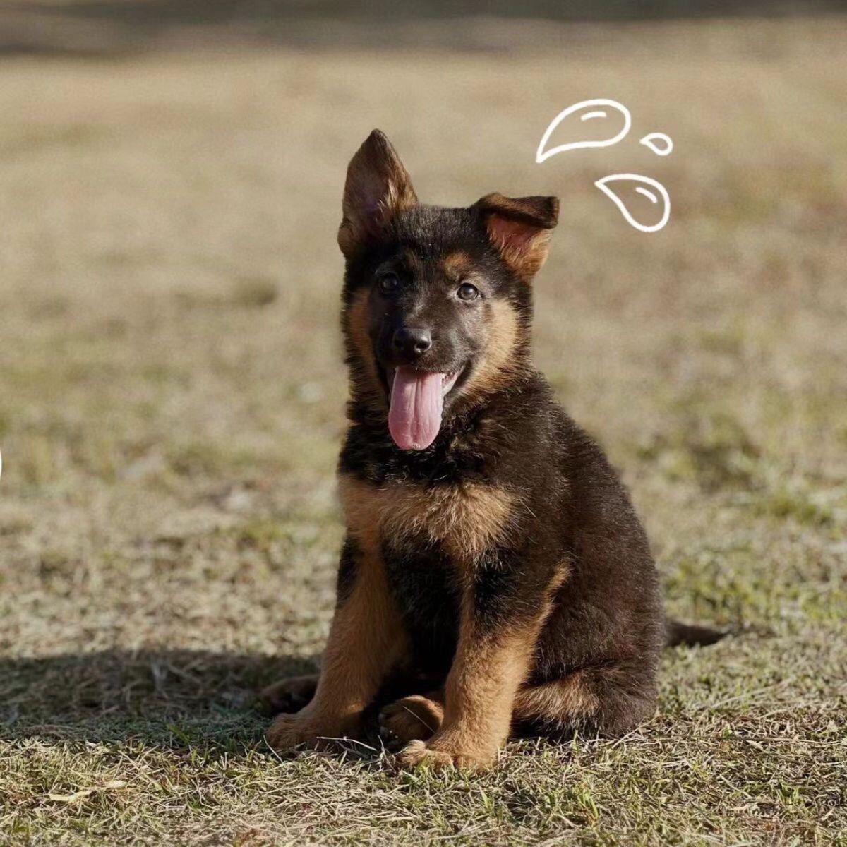 牧羊犬德牧幼犬大型犬警犬正宗黑背犬牧羊犬小警犬正宗德国牧羊犬