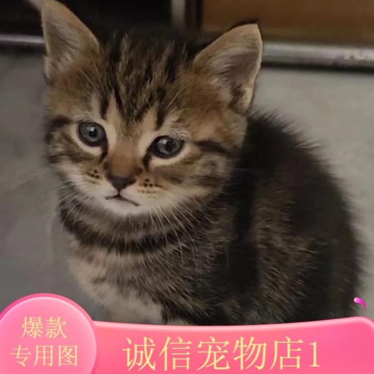 中华田园猫咪白猫幼猫白色家养宠物猫咪可爱白猫英短猫咪白猫幼猫