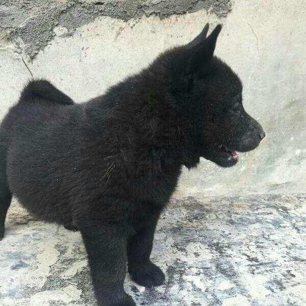 纯种中华田园犬土松犬五黑犬五红犬虎斑犬忠诚顾家居家伴侣犬活体 - 图3