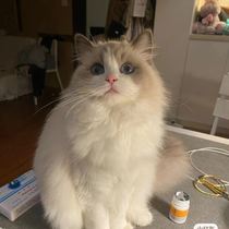 Puppet Cat Blue Double Sea Twin Hills Twin Hills Cat Tattoo Focus Color Flame Color Cute Stick People Well-behay Young Cat Into Cat Living Things.