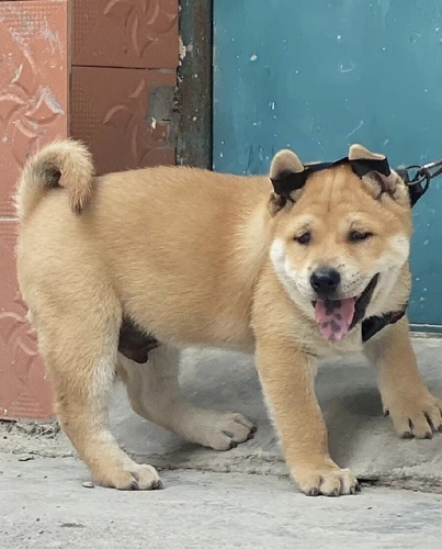 大黄狗中华田园犬土狗农村看家狗大型土狗黄狗活体幼犬混血犬狗狗