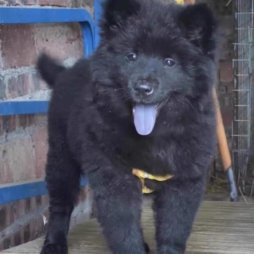 广西五黑犬幼犬大型犬纯黑土猎犬中华田园犬土狗幼崽赶山犬好养活 - 图0