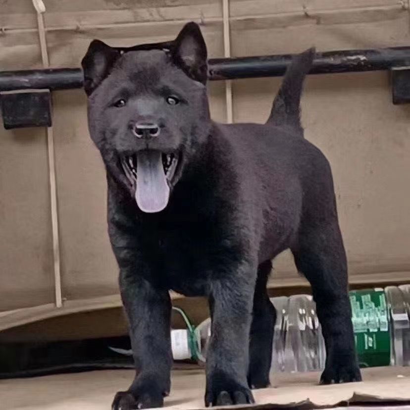 五黑犬中华田园犬土猎犬赶山犬幼犬狗崽狗狗活体黄色土狗活体 - 图0