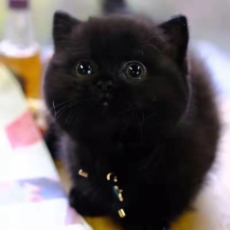纯黑色猫咪无杂毛黑猫幼猫玄猫黑猫猫活体学生家养宠物猫便宜小猫-图1