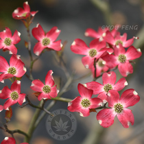 Four Photos Flowers Lewood Patio Patio View Leaf resistant to cold and cold small Jolwood outdoor patio Planted With Maple