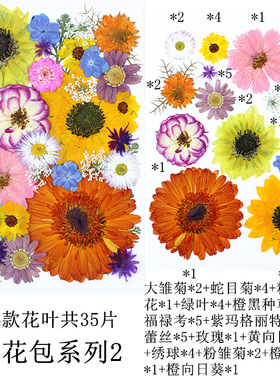 非洲菊真花干花标本DIY套装