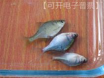 Out of stock Native Fish side Pisces Pisces Cold Water Fish RMB29  42 42 Article National bag Good pack Living free of packaging