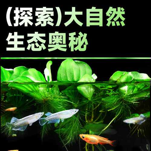 观背青鳉冷水观赏鱼小型自来水不打氧新手好养耐活养不死的小鱼苗 - 图1