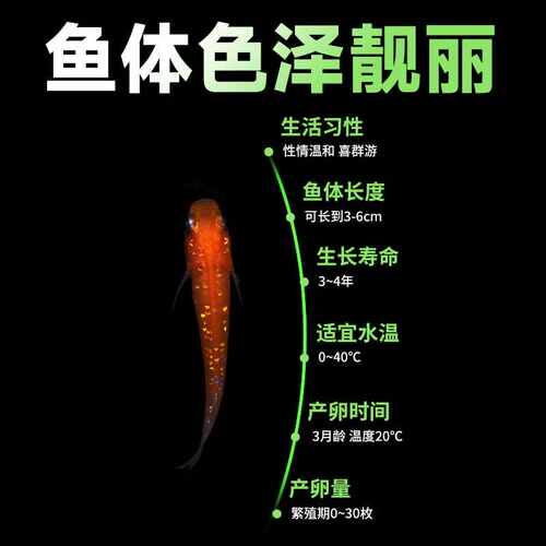 观背青鳉冷水观赏鱼小型自来水不打氧新手好养耐活养不死的小鱼苗 - 图2