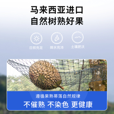 市舶士马来小品种葫芦红肉榴莲