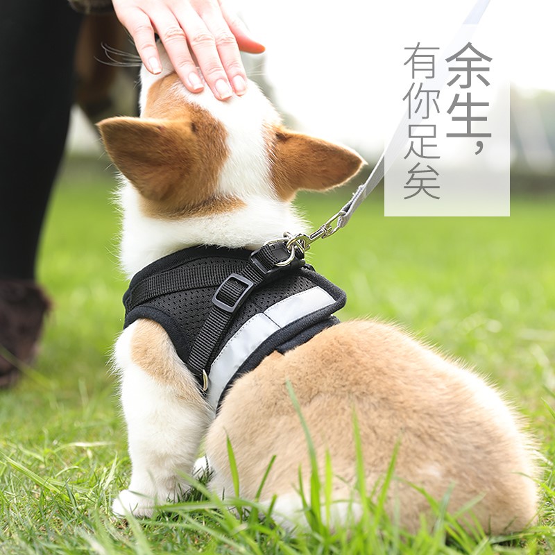 背心式狗狗牵引绳小型犬胸背带泰迪柯基小狗幼犬狗链子遛狗绳胸背 - 图3