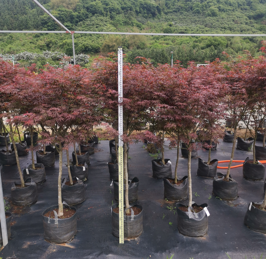 芦岭枫树园 中国红枫 庭院 红枫枫树 观叶植物--正常48小时内发货 - 图2