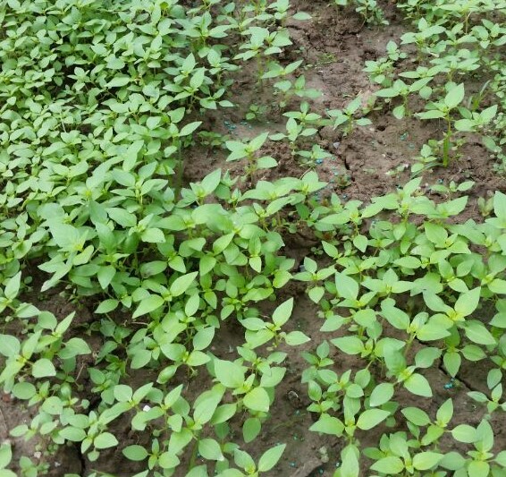 大叶荆芥种子夏日清凉香草蔬菜柠檬罗勒阳台家庭盆栽家庭种植易种 - 图2