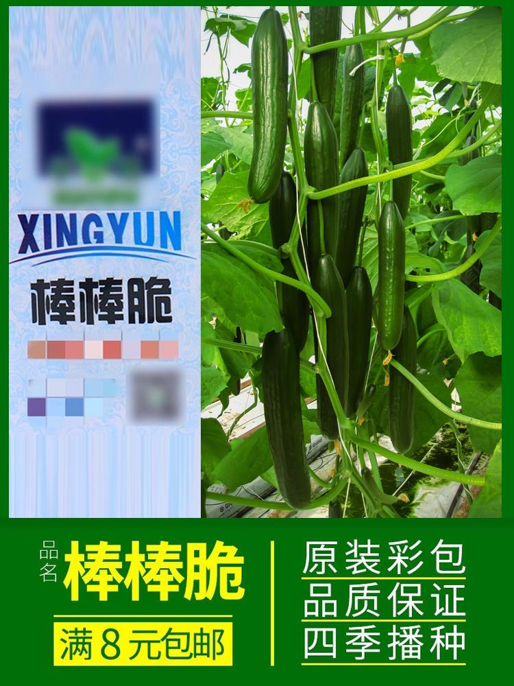 四季蔬菜种子香菜菠菜青菜葱油麦菜白菜萝卜籽黄瓜南方生菜籽种孑-图0