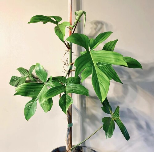 鲸鹿花园飞机蔓绿绒弗罗里达多年生室内ins风观叶热植 - 图2