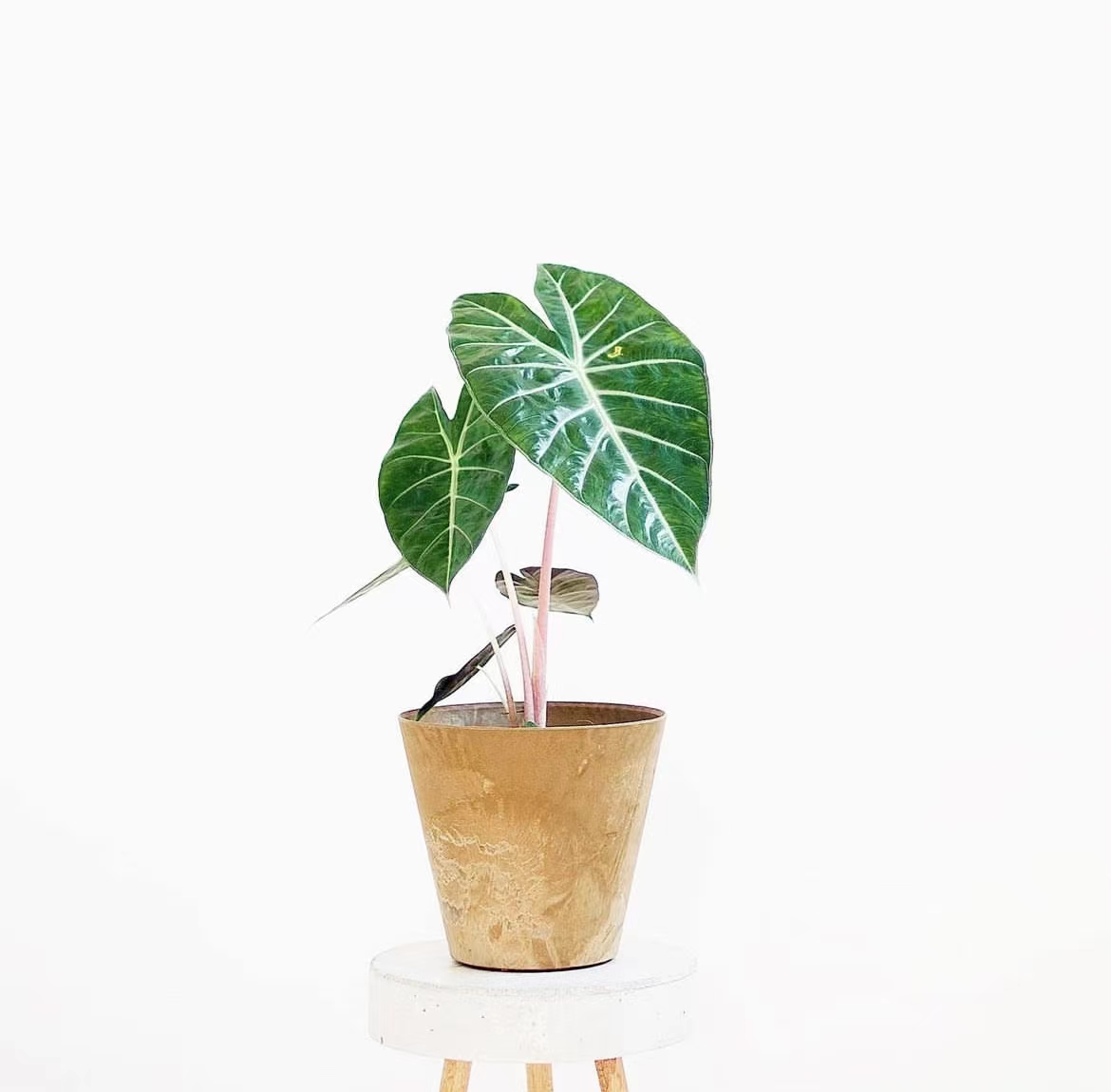 粉龙海芋内罗毕 Alocasia pink dragon室内网红盆栽热植 - 图2