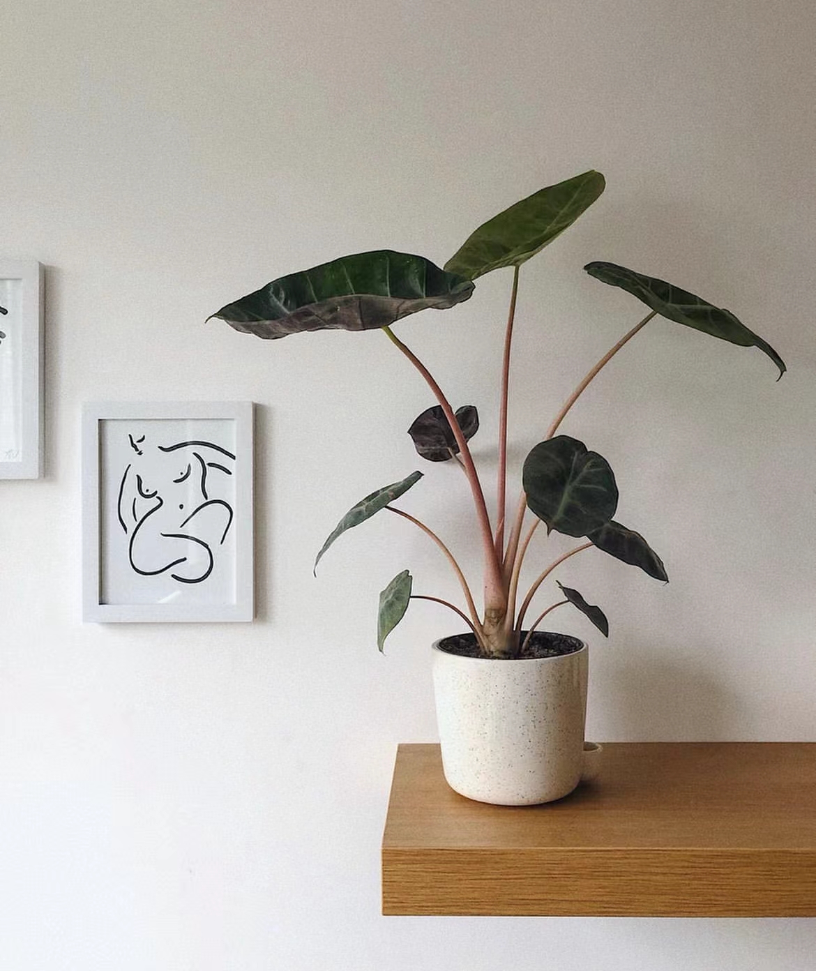 粉龙海芋内罗毕 Alocasia pink dragon室内网红盆栽热植 - 图1